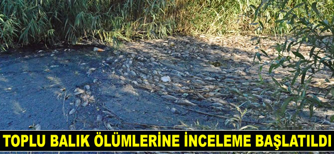 Adıyaman'da sulama kanalındaki toplu balık ölümlerine inceleme başlatıldı