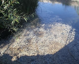 Beyşehir’deki balık ölümlerinin nedeni belli oldu