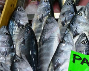 Denizin kırmızı etli balığı palamut tezgahlarda yerini aldı