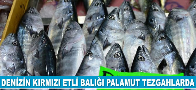 Denizin kırmızı etli balığı palamut tezgahlarda yerini aldı