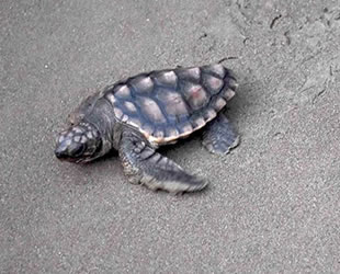 İztuzu Plajı caretta caretta yuvası ve yavru çıkışında rekor kırdı