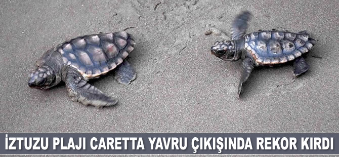 İztuzu Plajı caretta caretta yuvası ve yavru çıkışında rekor kırdı