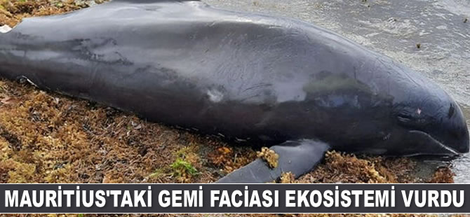Mauritius'taki gemi faciası ekosistemi vurdu: 17 yunus ölü bulundu