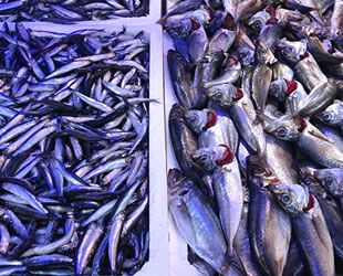 Yeni sezonda balık bol ve ucuz olacak