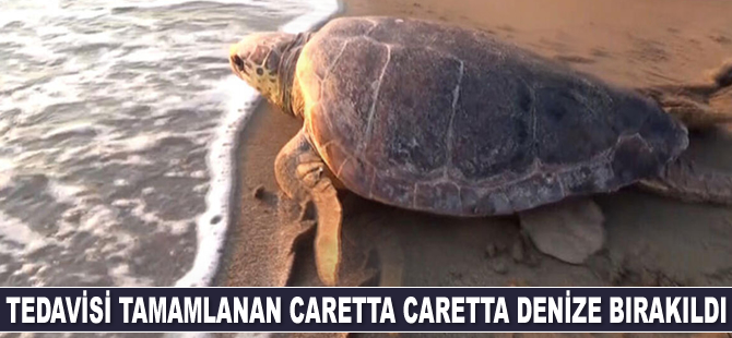 Tedavisi tamamlanan caretta caretta denize bırakıldı