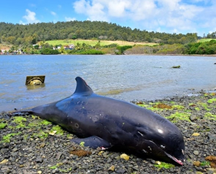 Mauritius’taki gemi faciası sonrası 38 ölü yunus bulundu