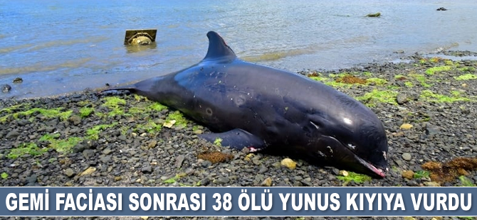 Mauritius’taki gemi faciası sonrası 38 ölü yunus bulundu