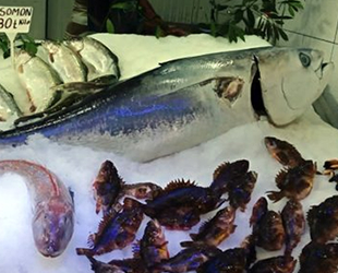 70 kilogramlık orkinos, görenleri hayrete düşürdü