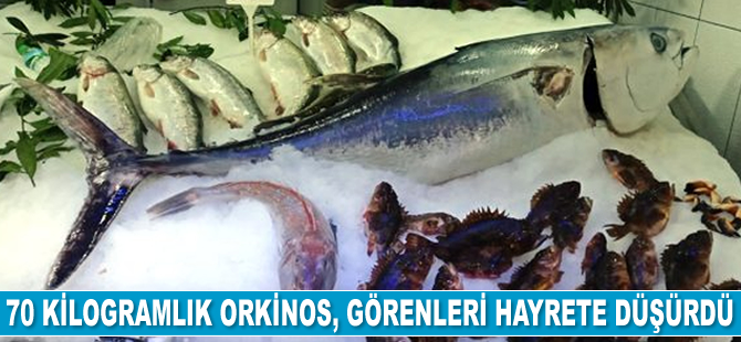 70 kilogramlık orkinos, görenleri hayrete düşürdü