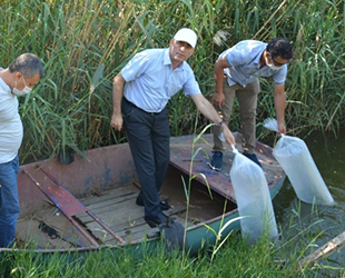 Aydın’da su kaynaklarına 91 bin balık bırakıldı