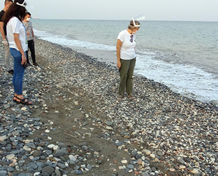 Mersin'de deniz kaplumbağalarının yuvalama alanları temizlendi