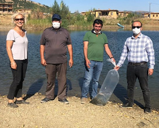 Hüyük'te göletlere 44 bin yavru sazan balığı bırakıldı