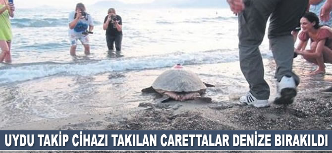 Uydu takip cihazı takılan kaplumbağalar denize bırakıldı