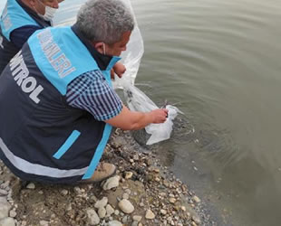 Denizli’de 117 bin yavru sazan balığı suya bırakıldı