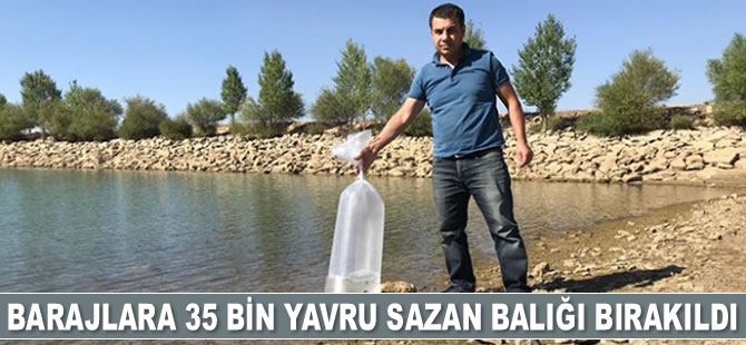 Seydişehir'deki barajlara 35 bin yavru sazan bırakıldı