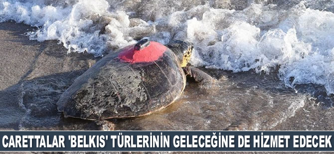 Deniz kaplumbağaları 'Patara, Likya ve Belkıs' türlerinin geleceğine de hizmet edecek