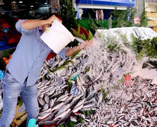 Balık sezonu açıldı, fiyatlar düştü