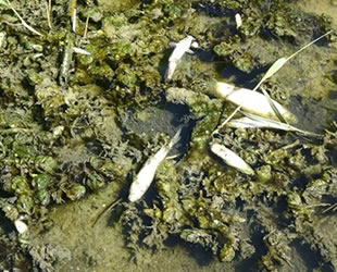 Şeytan Deresi’ndeki toplu balık ölümleri korkuttu