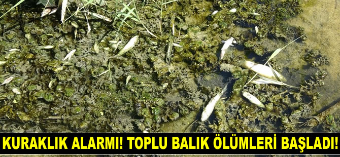 Şeytan Deresi’ndeki toplu balık ölümleri korkuttu
