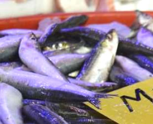 Marmara ve Karadeniz hamsileri arasında yüzde 100 fiyat farkı var