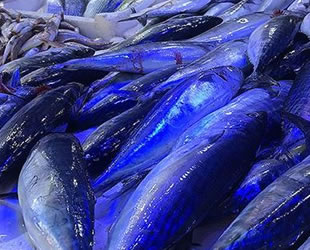 Karadeniz'de tezgahlarda palamut sevinci yaşanıyor