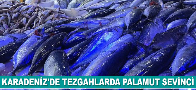 Karadeniz'de tezgahlarda palamut sevinci yaşanıyor