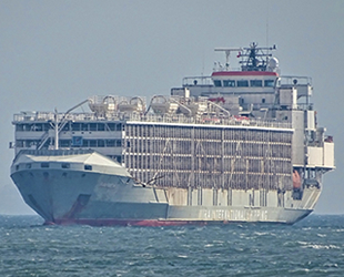 Japonya'da kaybolan ‘Gulf Livestock 1’ isimli geminin üçüncü mürettebatı kurtarıldı