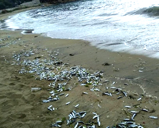 Erdek'te yüzlerce balık sahile vurdu