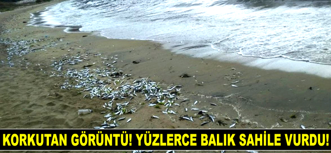 Erdek'te yüzlerce balık sahile vurdu