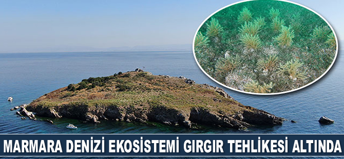 Marmara Denizi ekosistemine gırgır ağları zarar veriyor