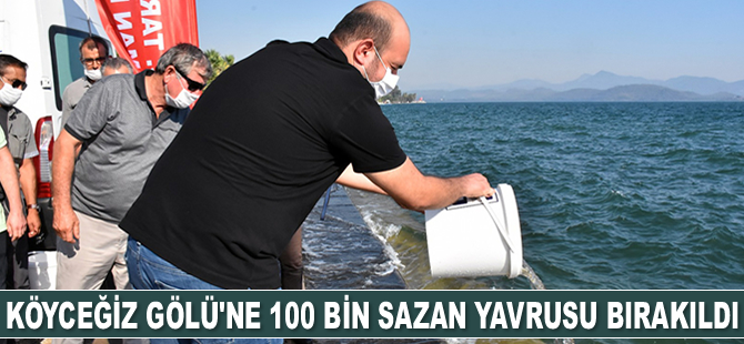 Köyceğiz Gölü'ne 100 bin sazan yavrusu bırakıldı