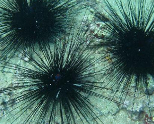 Süveyş göçmeni iki tür Akdeniz'de yan yana görüntülendi