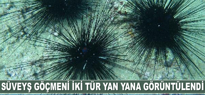 Süveyş göçmeni iki tür Akdeniz'de yan yana görüntülendi