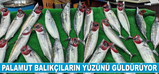 Palamut büyüdü esnafın yüzü güldü