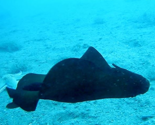 Saros Körfezi'nde 'İspanyol dansçısı' balığı görüntülendi