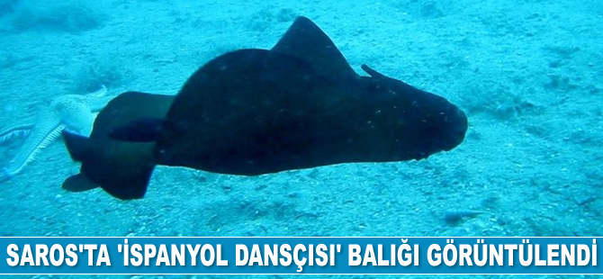 Saros Körfezi'nde 'İspanyol dansçısı' balığı görüntülendi