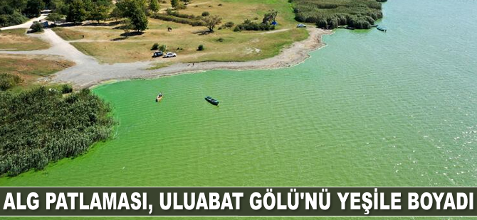 Alg patlaması, Uluabat Gölü'nü yeşile boyadı