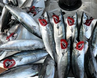 Sezon açıldı, tezgahlar palamut ile doldu