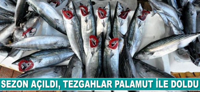 Sezon açıldı, tezgahlar palamut ile doldu