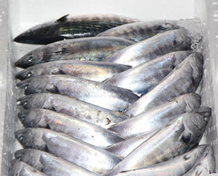 İnebolu Limanı’nda palamut bereketi yaşanıyor