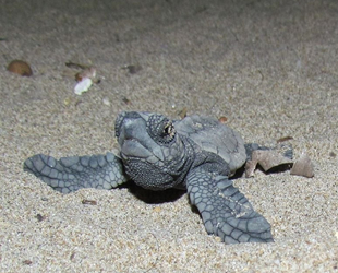 Kuşadası’ndaki deniz kaplumbağası yuvasından 29 yavru çıktı