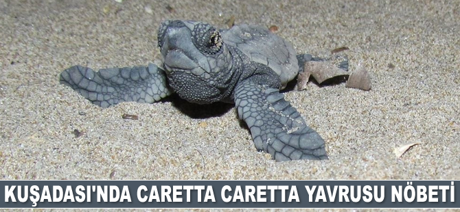 Kuşadası’ndaki deniz kaplumbağası yuvasından 29 yavru çıktı