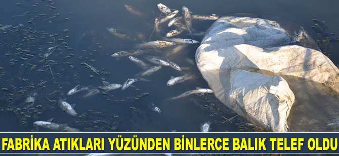 Hatay’da binlerce balık telef oldu