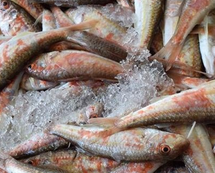 Balıkçılar gözünü barbun ve mezgite dikti