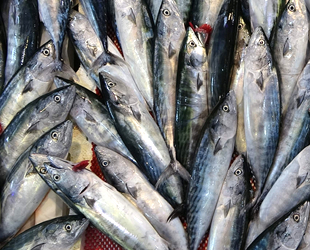 Palamut büyüdükçe fiyatı da artıyor