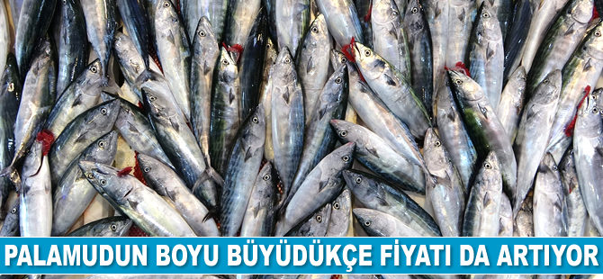 Palamut büyüdükçe fiyatı da artıyor