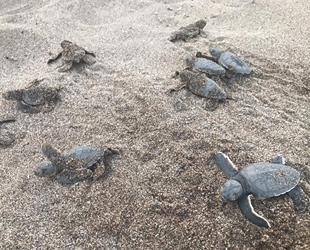 Alanya'da onlarca caretta caretta mavi sularla buluştu