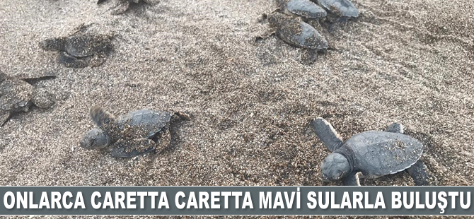Alanya'da onlarca caretta caretta mavi sularla buluştu