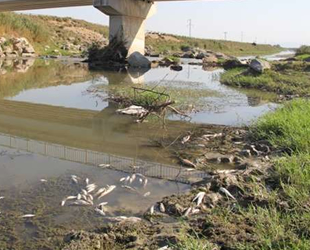 Hatay’da balık ölümleri yaşanan derede inceleme başlatıldı