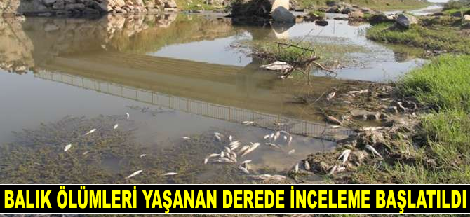 Hatay’da balık ölümleri yaşanan derede inceleme başlatıldı